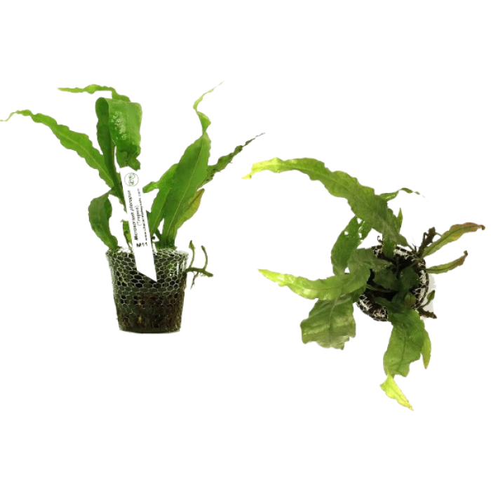 Planta Natural Microsorum Pteropus (Tropica) Chácara Takeyoshi