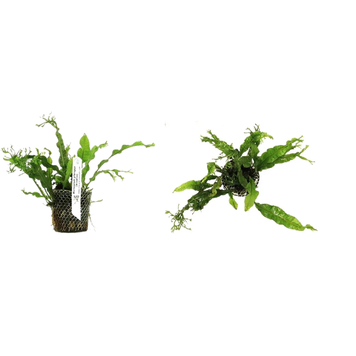 Planta Natural Microsorum Pteropus (Windelov) Chácara Takeyoshi