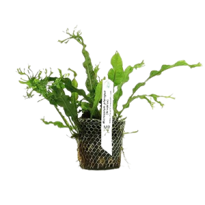 Planta Natural Microsorum Pteropus (Windelov) Chácara Takeyoshi