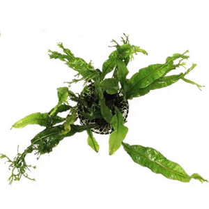 Planta Natural Microsorum Pteropus (Windelov) Chácara Takeyoshi