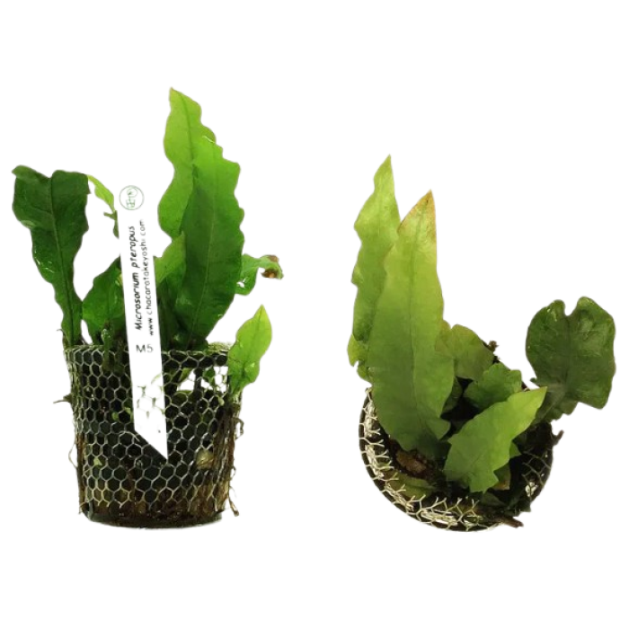 Planta Natural Microsorum Pteropus Chácara Takeyoshi