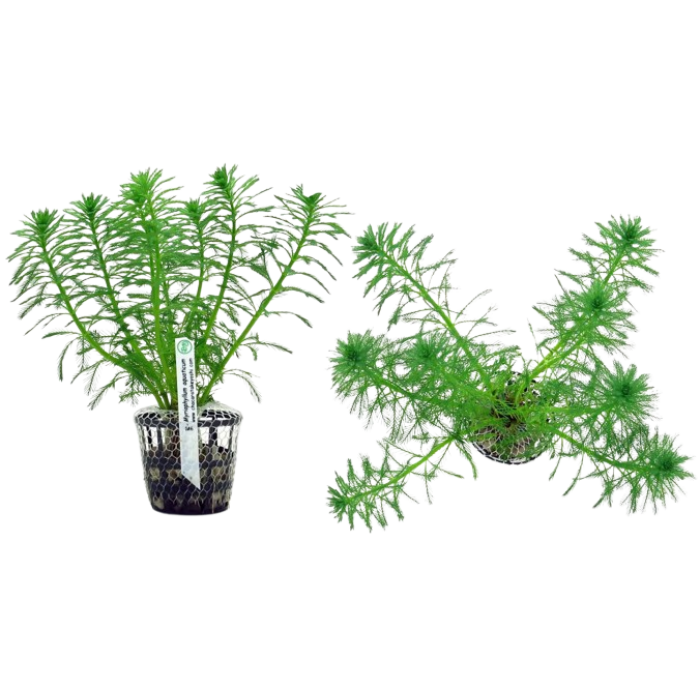 Planta Natural Myriophyllum Aquaticum Chácara Takeyoshi