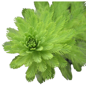 Planta Natural Myriophyllum Aquaticum Chácara Takeyoshi
