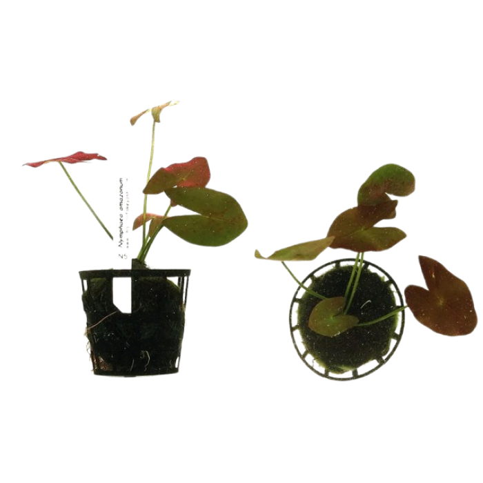 Planta Natural Nymphaea Amazonum Chácara Takeyoshi