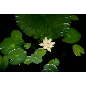 Planta Natural Nymphaea Amazonum Chácara Takeyoshi