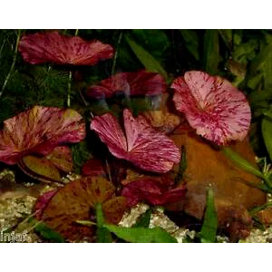 Planta Natural Nymphaea Lotus (Zenkeri) Chácara Takeyoshi