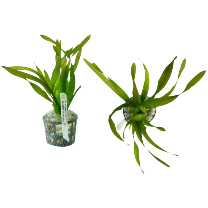 Planta Natural Vallisneria Gigantea Chácara Takeyoshi