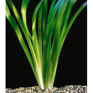 Planta Natural Vallisneria Gigantea Chácara Takeyoshi