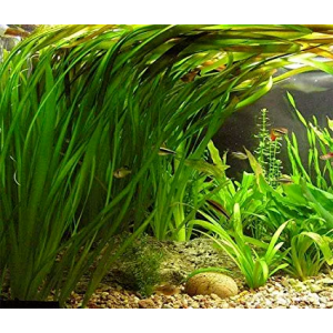 Planta Natural Vallisneria Gigantea Chácara Takeyoshi