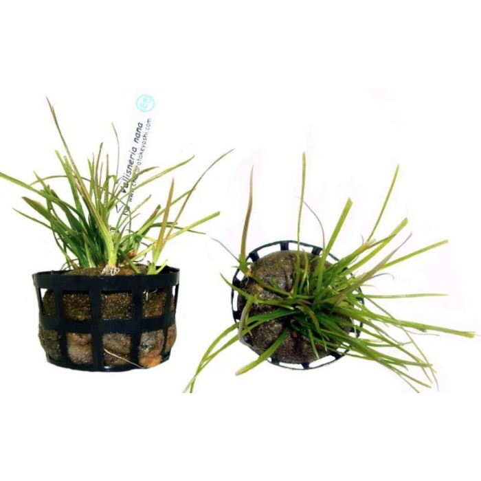 Planta Natural Vallisneria Nana Chácara Takeyoshi