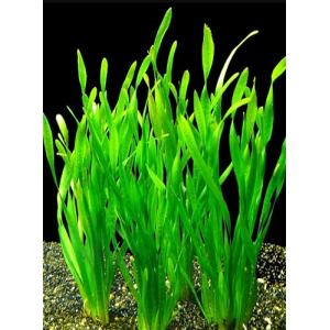 Planta Natural Vallisneria Spiralis (Tortifolia) Chácara Takeyoshi
