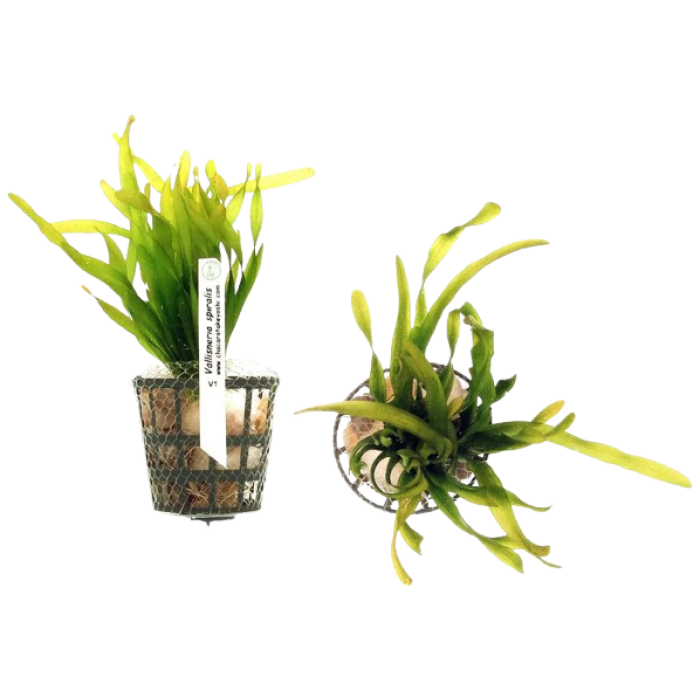 Planta Natural Vallisneria Spiralis Chácara Takeyoshi