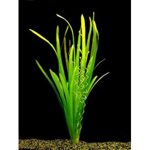 Planta Natural Vallisneria Spiralis Chácara Takeyoshi