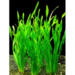 Planta Natural Vallisneria Spiralis Chácara Takeyoshi