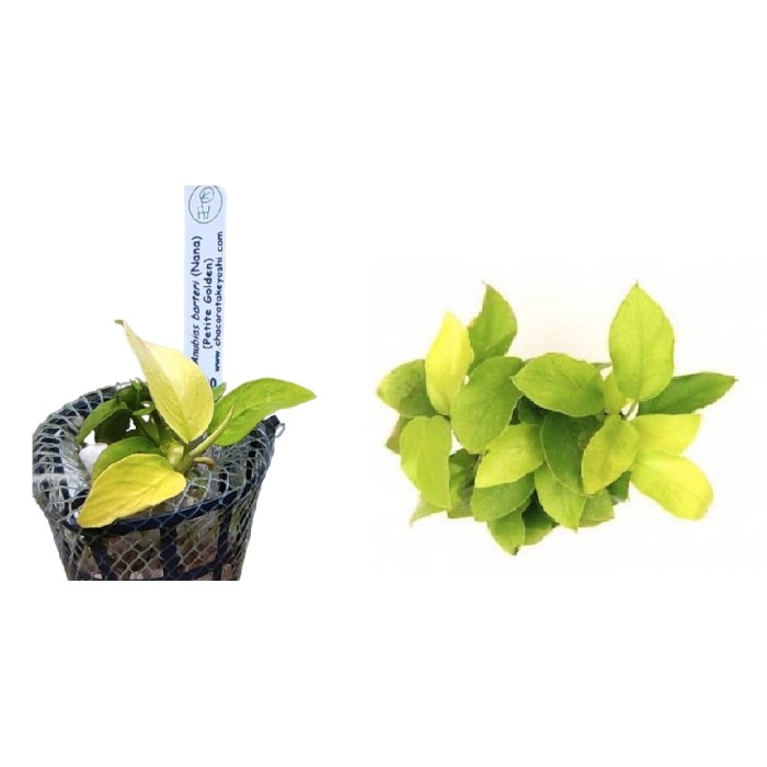 Planta Natural Anubias Barteri Nana (Petite Golden) Chácara Takeyoshi