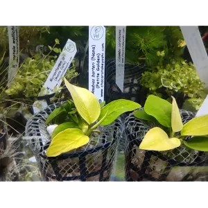 Planta Natural Anubias Barteri Nana (Petite Golden) Chácara Takeyoshi