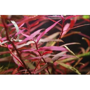 Polygonum Sp. (Pink)