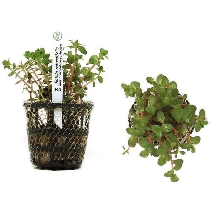 Rotala Rotundifolia