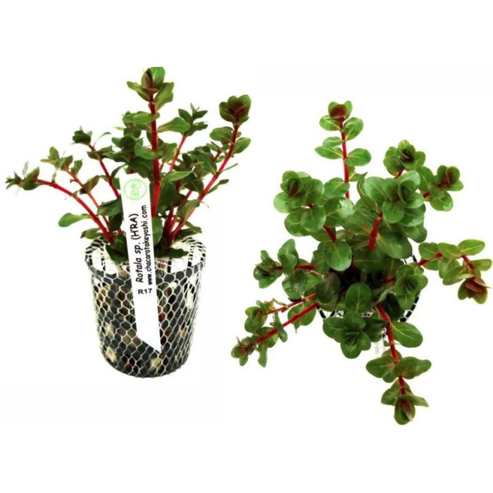 Rotala sp. (H'RA)