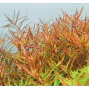 Rotala sp. (H'RA)