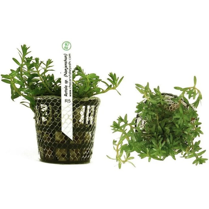 Rotala sp. (Nanjenshan)
