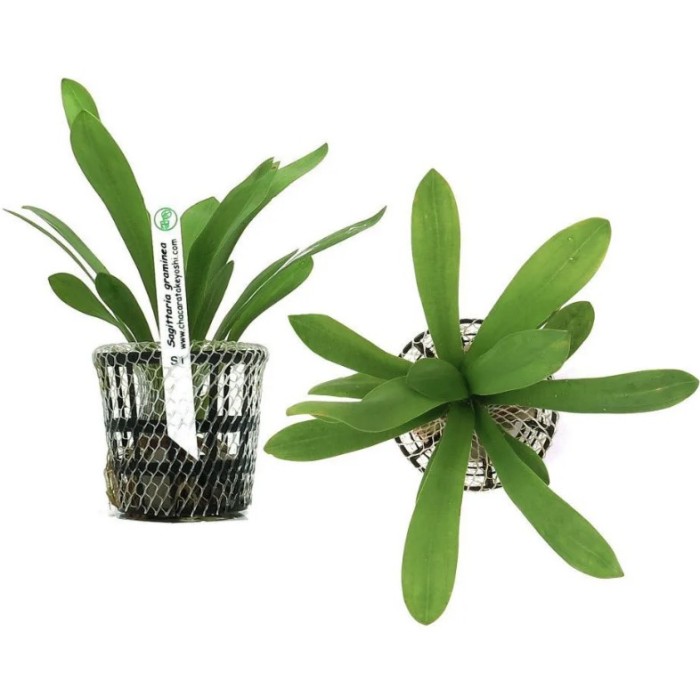 Sagittaria Graminea