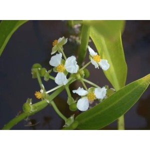 Sagittaria Graminea