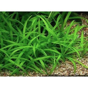 Sagittaria Subulata