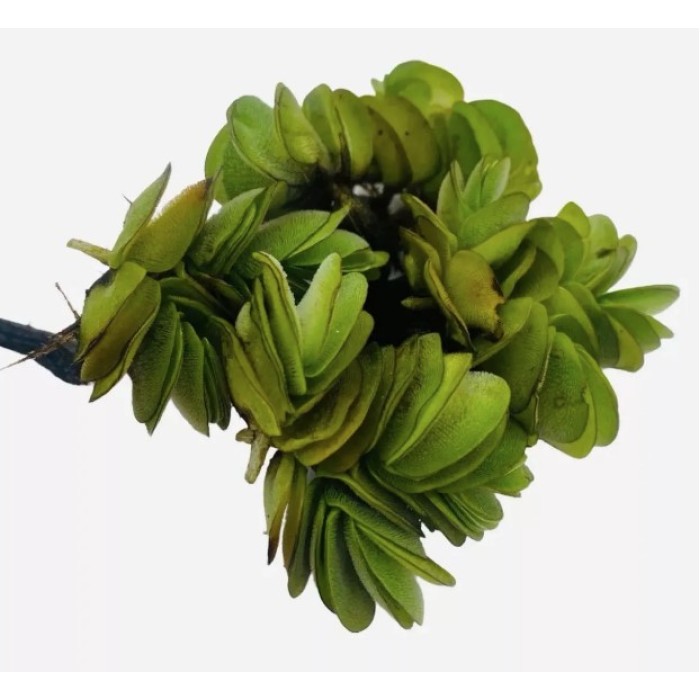 Salvinia (Biloba)