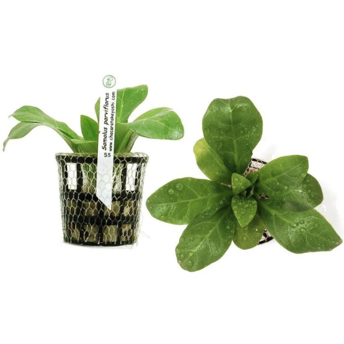 Samolus Parviflorus (Alfacinha)