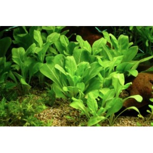 Samolus Parviflorus (Alfacinha)