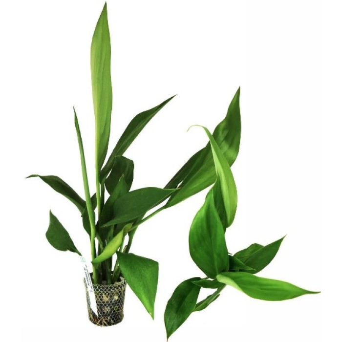 Scindapsus sp.