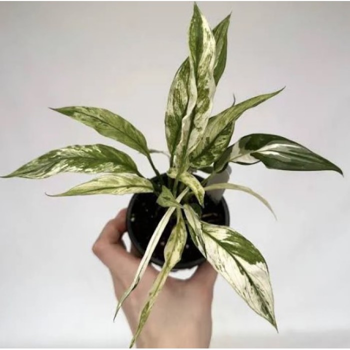 Spatiphilum Wallisii (Variegata)