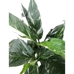 Spatiphilum Wallisii (Variegata)