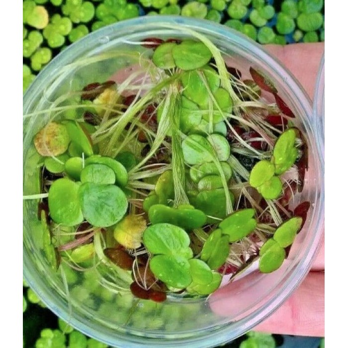 Spirodela Polyrhiza (Flutuante)