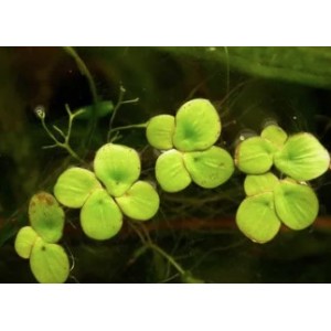 Spirodela Polyrhiza (Flutuante)