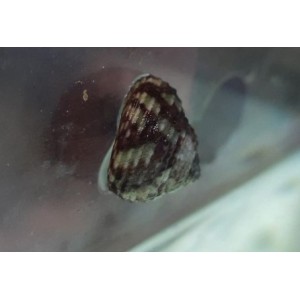 Turbo Snail  (Tegula Viridula)