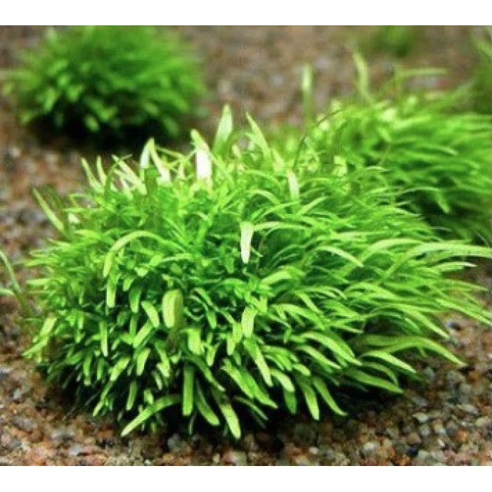Utricularia Graminifolia