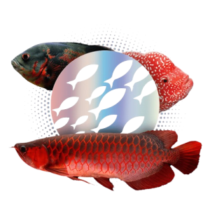 Ração Colors Monster Floating P 600g Poytara