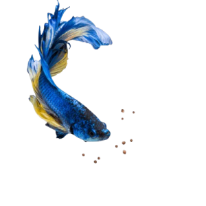 Ração Betta 14g Poytara