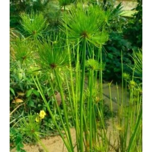 Cyperus Papyrus (Nanus)