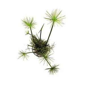 Cyperus Papyrus (Nanus)