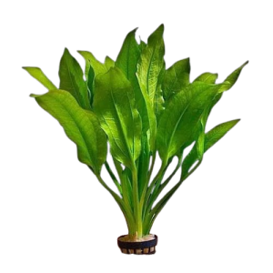 Planta Natural Echinodorus Amazonicus Chácara Takeyoshi