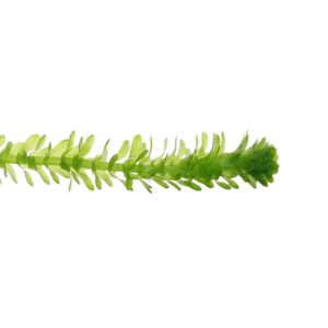 Planta Natural Egeria Densa (Elodea) Chácara Takeyoshi