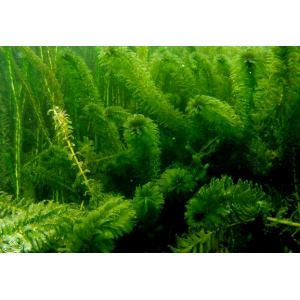 Planta Natural Egeria Densa (Elodea) Chácara Takeyoshi