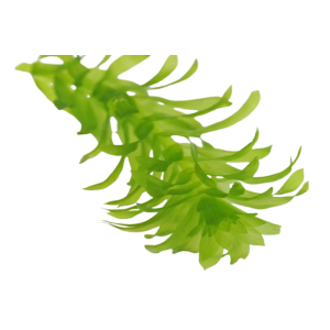 Planta Natural Egeria Densa (Elodea) Chácara Takeyoshi