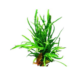 Planta Natural Microsorum Pteropus (Tropica) Chácara Takeyoshi