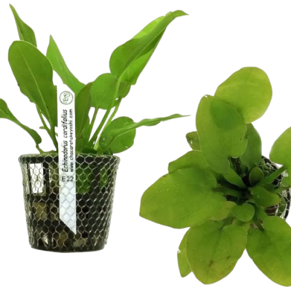 Planta Natural Echinodorus Uruguayensis Chácara Takeyoshi