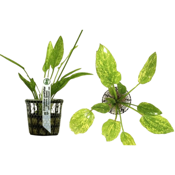 Echinodorus Cordifolius (Marble Queen) Chácara Takeyoshi