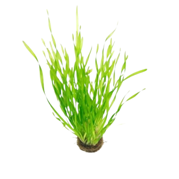 Planta Natural Vallisneria Spiralis (Tortifolia) Chácara Takeyoshi